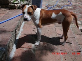 Otto